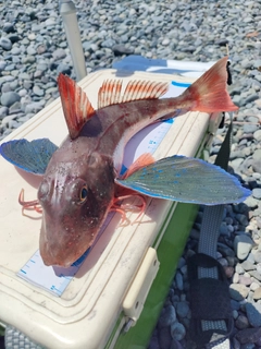 ホウボウの釣果