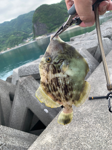 ウマヅラハギの釣果