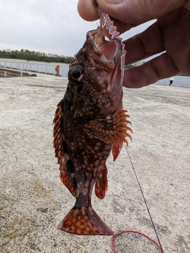 カサゴの釣果