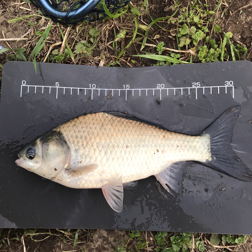 ヘラブナの釣果