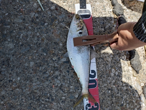 コノシロの釣果