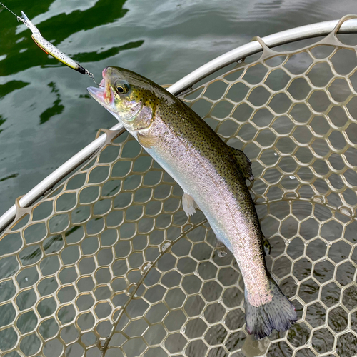 ニジマスの釣果