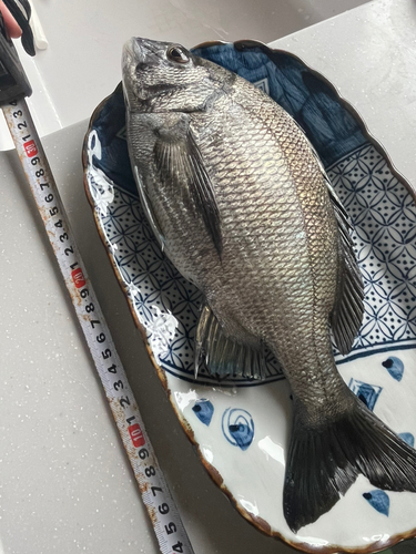 クロダイの釣果