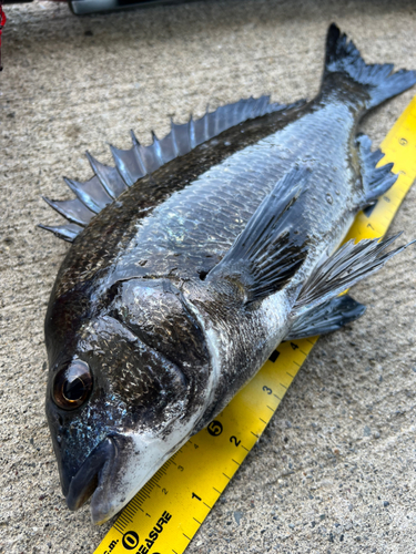 クロダイの釣果