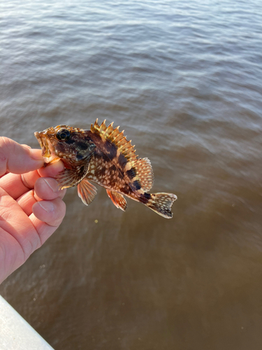 碧南海釣り公園