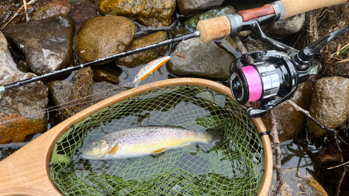 ブラウントラウトの釣果