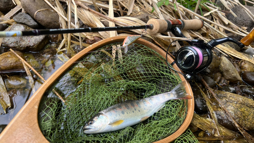 ヤマメの釣果