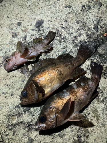 シロメバルの釣果