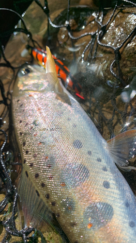 アマゴの釣果