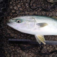 ツバイソの釣果