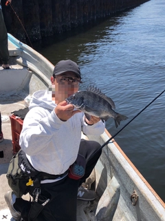 チヌの釣果