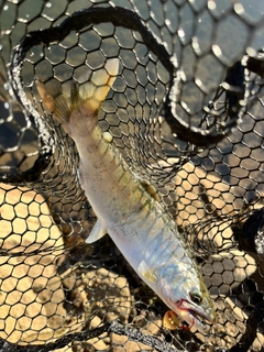 アマゴの釣果