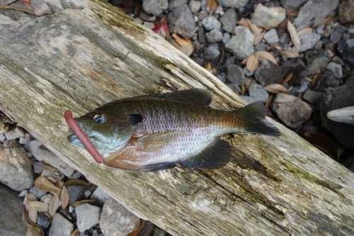 ブルーギルの釣果