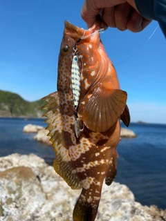 キジハタの釣果