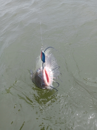 アメリカナマズの釣果