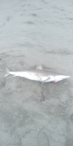 サメの釣果