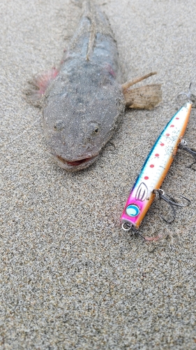 マゴチの釣果