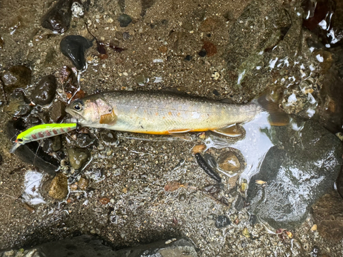 イワナの釣果