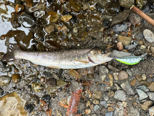 イワナの釣果