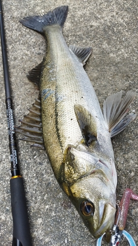 シーバスの釣果