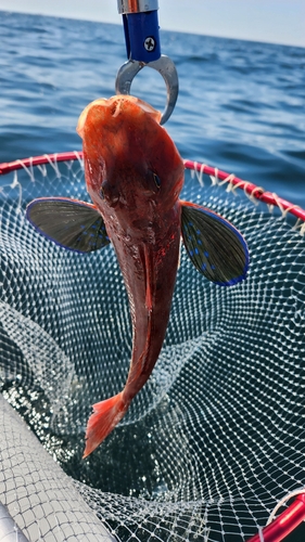 ホウボウの釣果