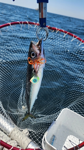 サバの釣果