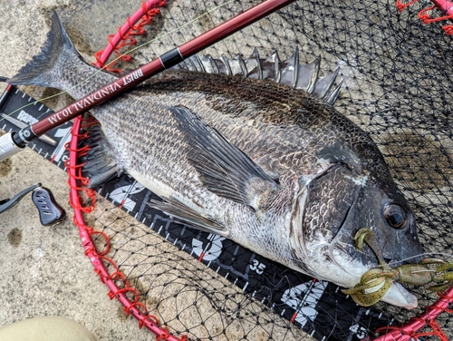 チヌの釣果