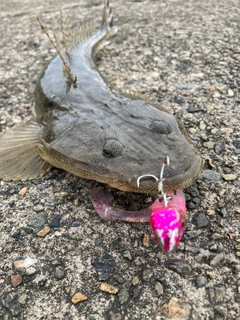 マゴチの釣果