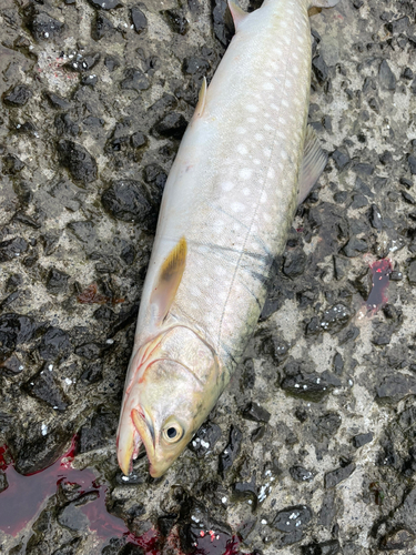 アメマスの釣果