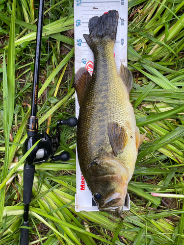 ラージマウスバスの釣果