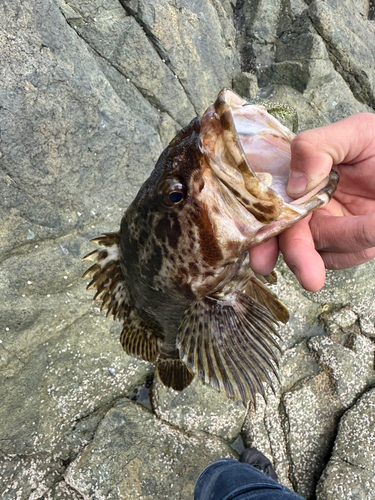 ベッコウゾイの釣果