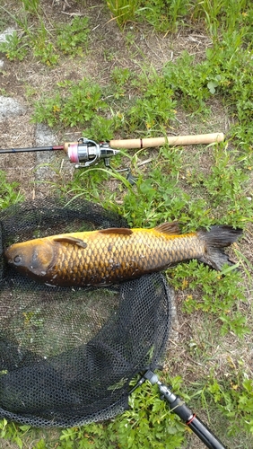 コイの釣果