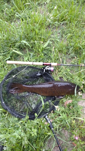 コイの釣果