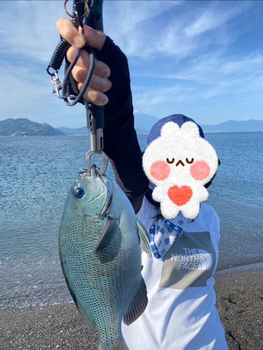 メジナの釣果