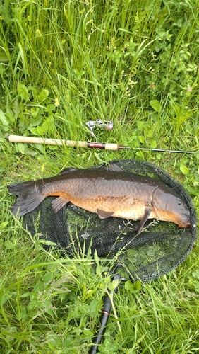 コイの釣果