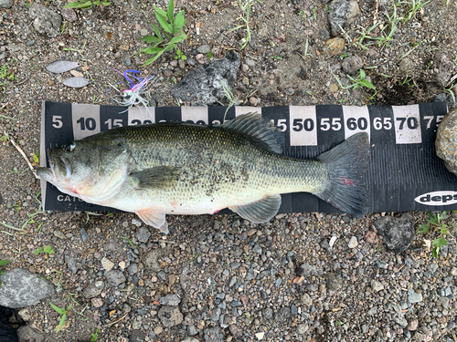 ブラックバスの釣果