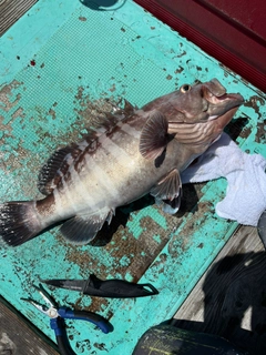 マハタの釣果