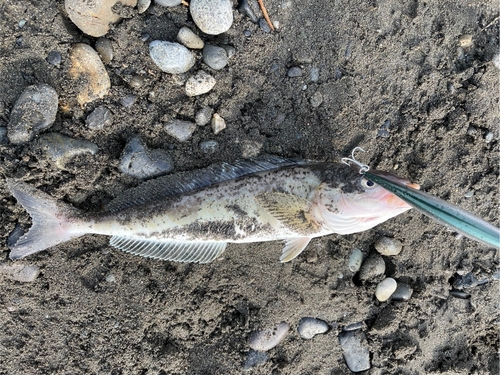 ホッケの釣果