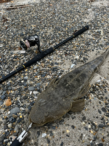 マゴチの釣果