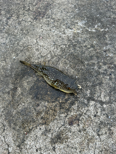 ショウサイフグの釣果