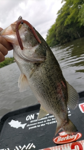 ブラックバスの釣果