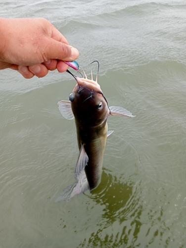 アメリカナマズの釣果