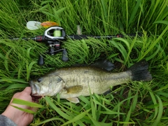 ラージマウスバスの釣果