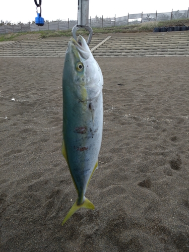 イナダの釣果