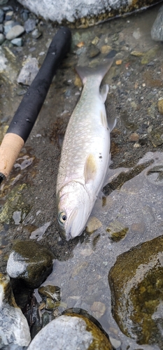 イワナの釣果