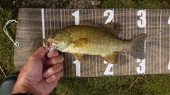 スモールマウスバスの釣果