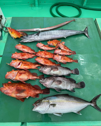 マハタの釣果