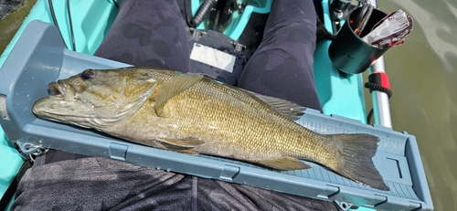 スモールマウスバスの釣果