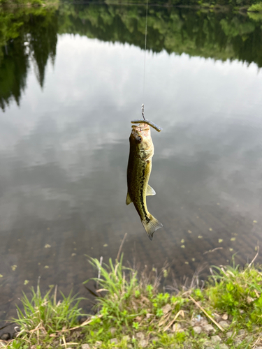 ラージマウスバスの釣果