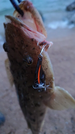 マゴチの釣果